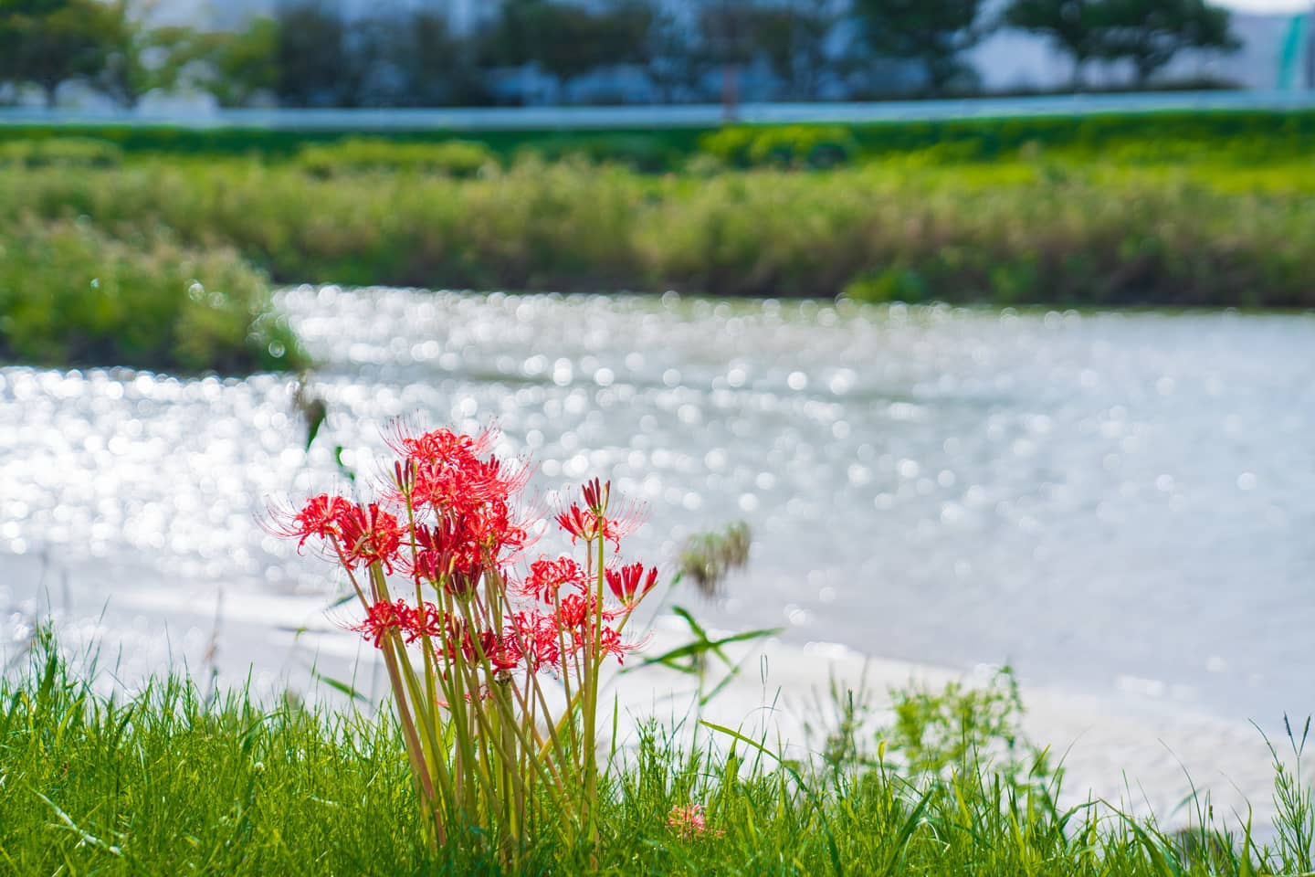 Red Spider Lilies — A Quiet Autumn in Japan